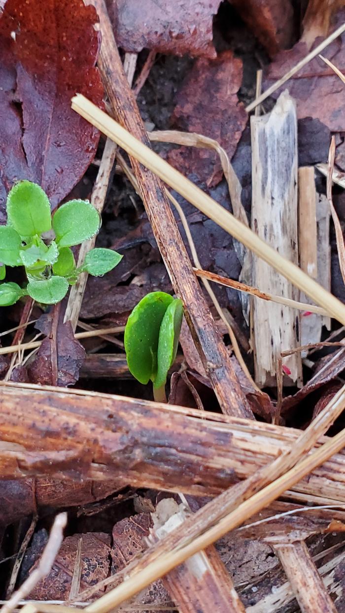 Apple seedling sprouting