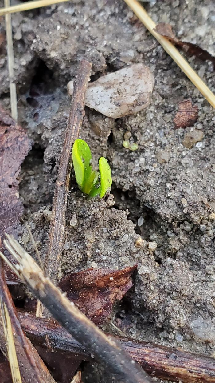 Apple seedling breaking through