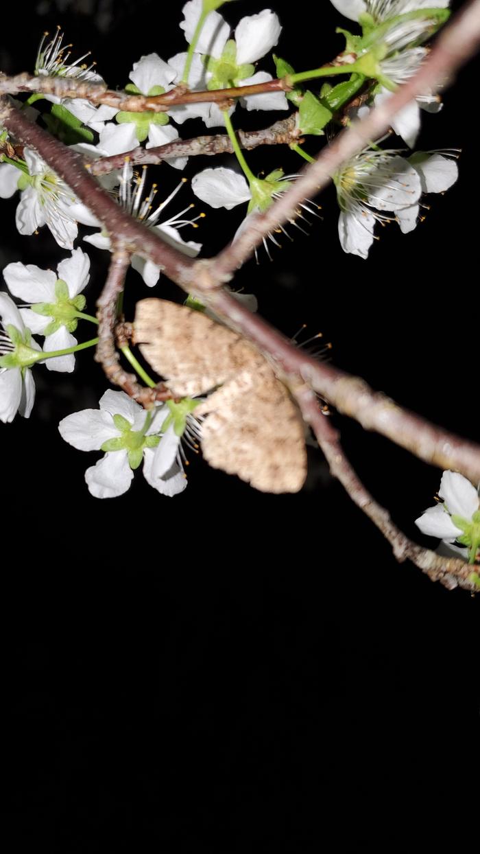 Pollinating moth