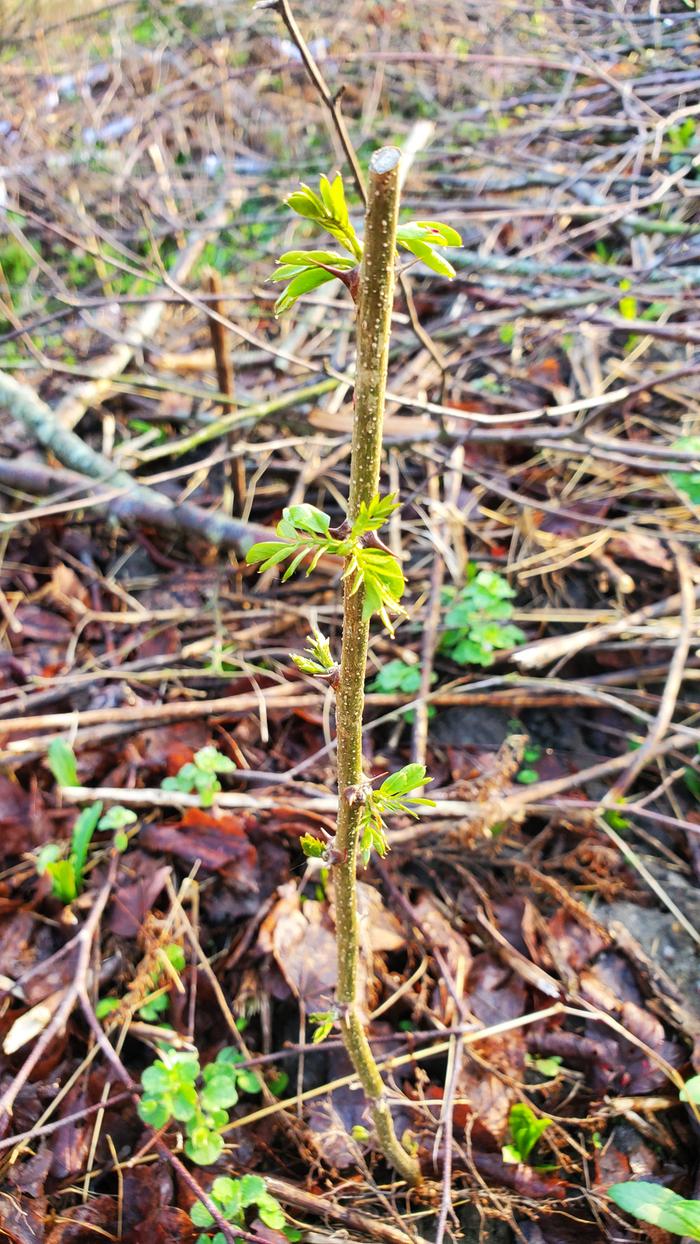 Black locust hardwood cuttings