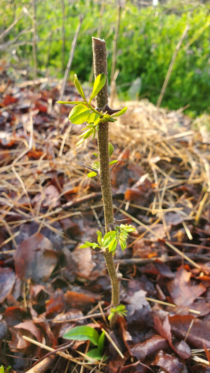 Black locust hardwood cuttings