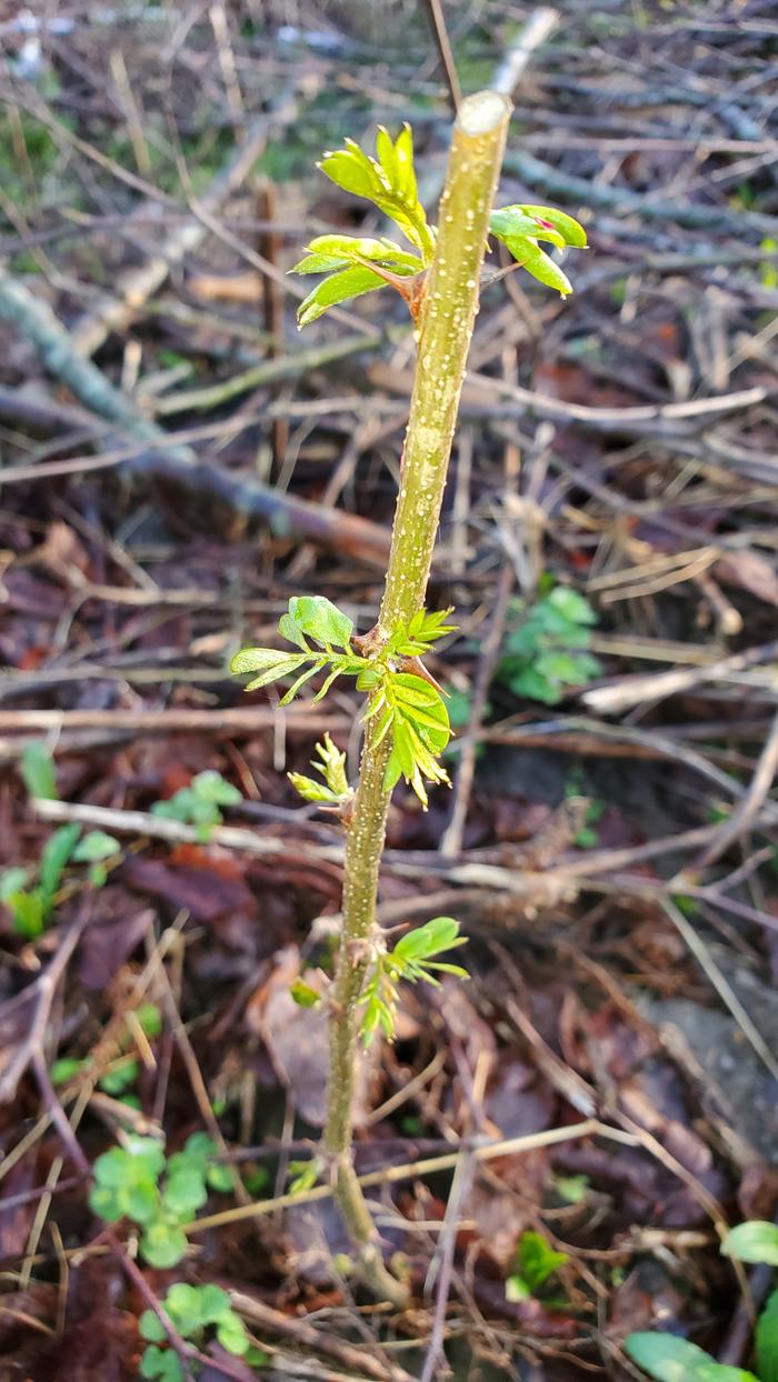 Black locust hardwood cuttings