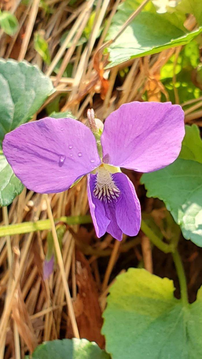 Wild violet closeup