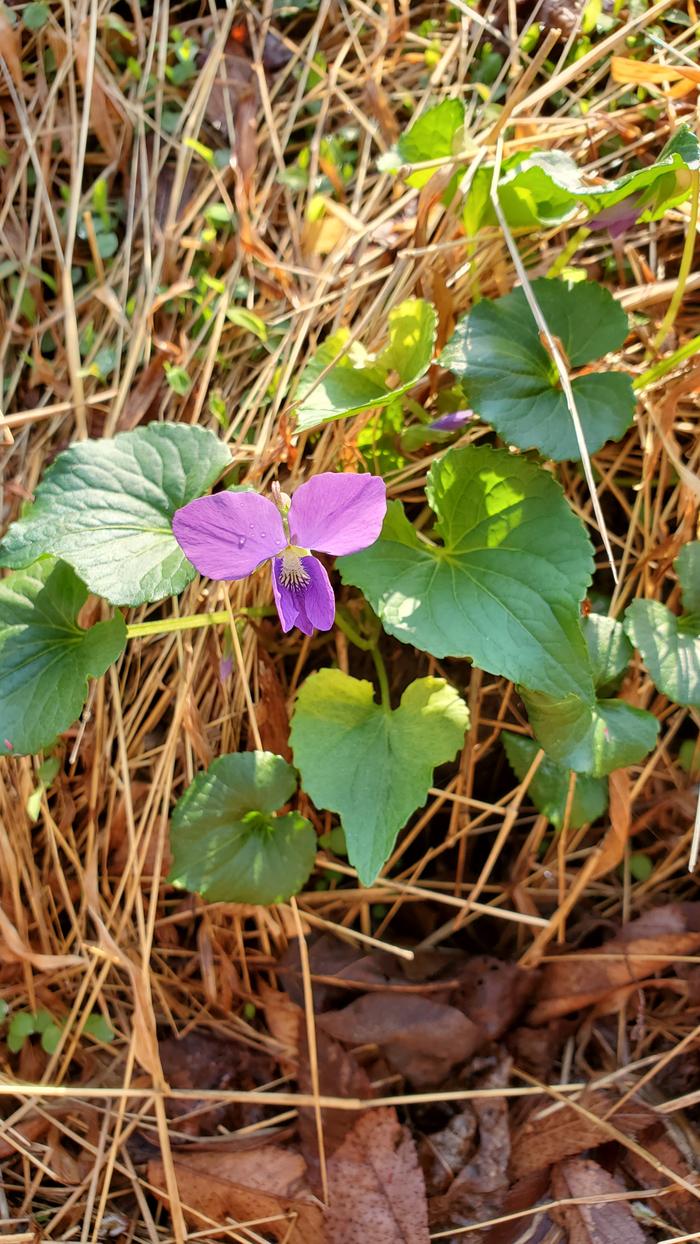 Wild violet flower