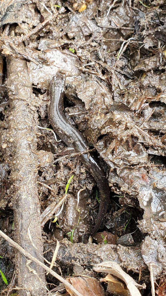 Brown salamander