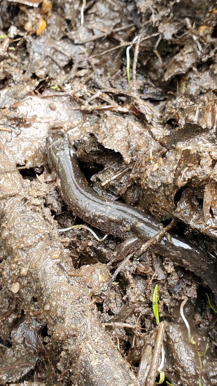 Maybe the southern dusky salamander