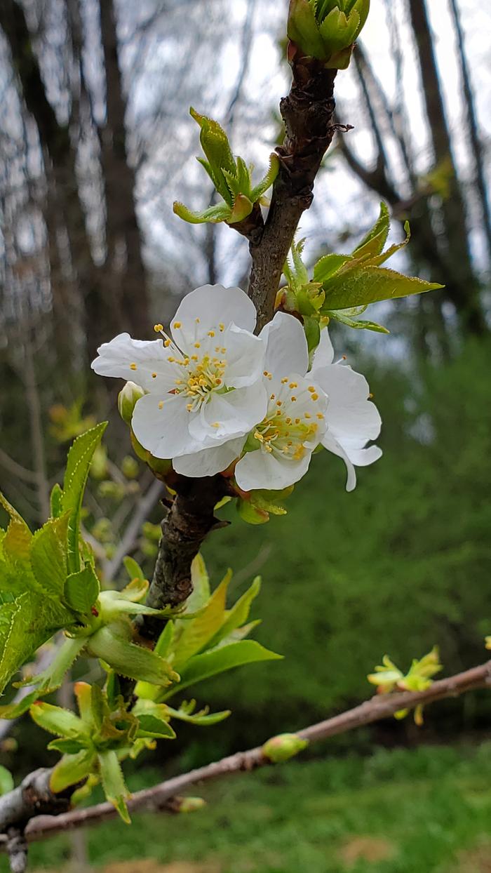 Cherry flower!