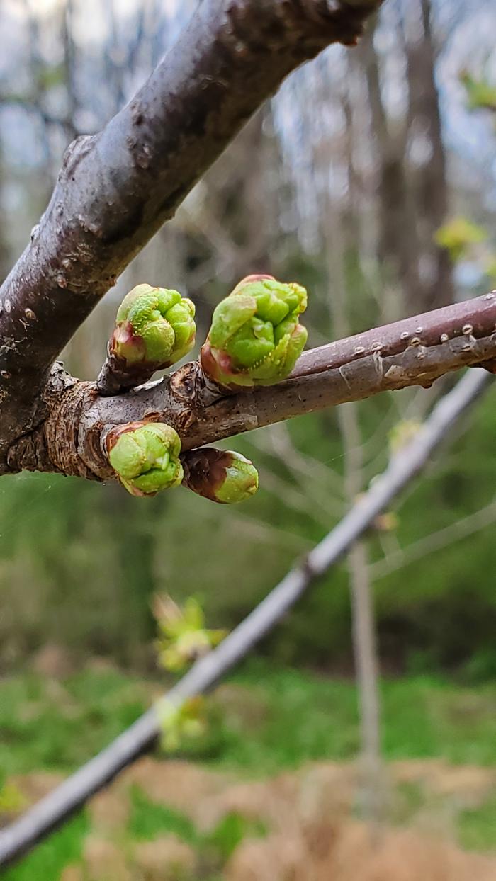 Cherry flower buds