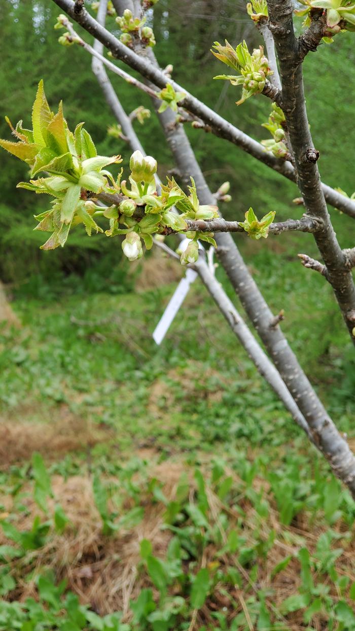 Cherry flower buds showing white petals emerging