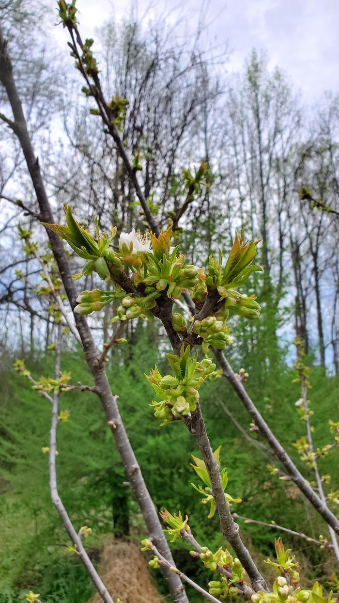 Lots of cherry flower buds clusters!