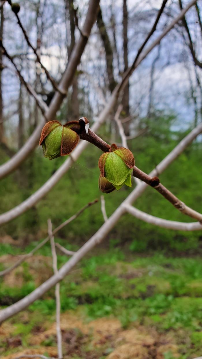 Pawpaw flower buds opening