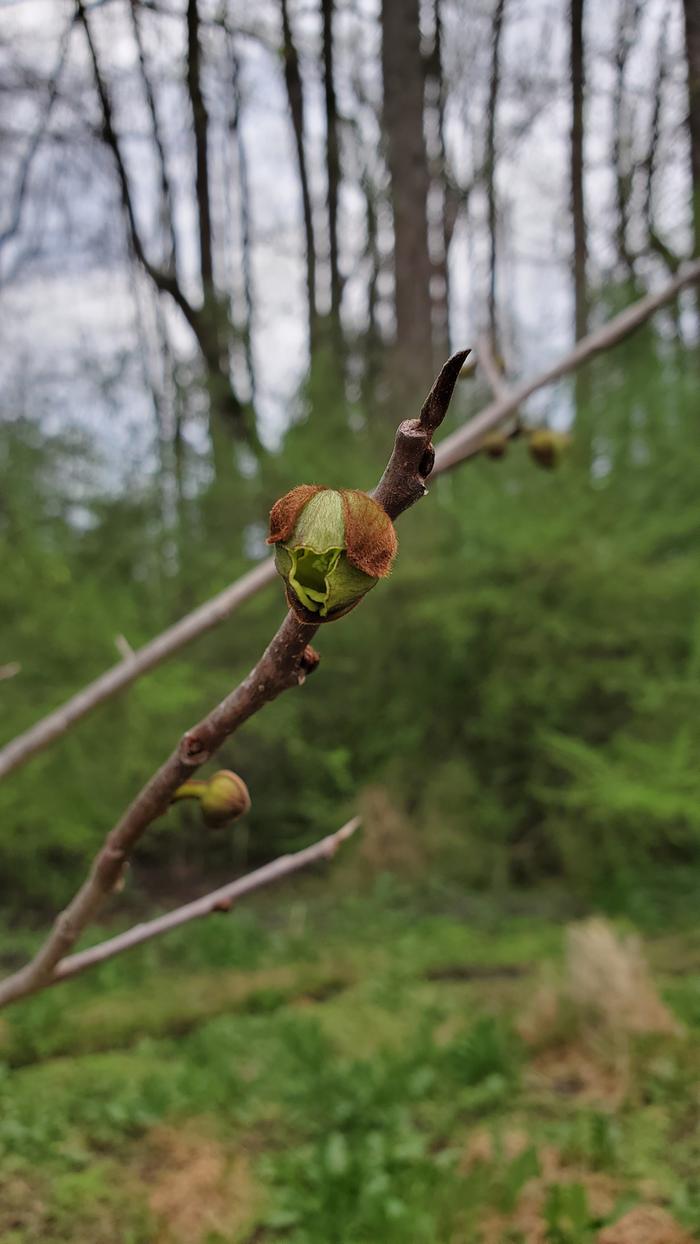 Pawpaw flower buds opening