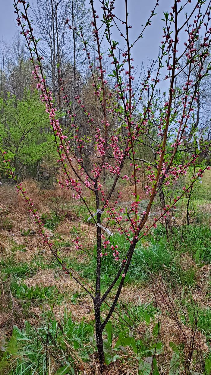 Dark pink peach blooms