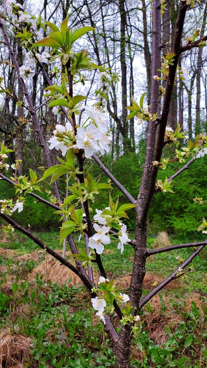 cherry flowers