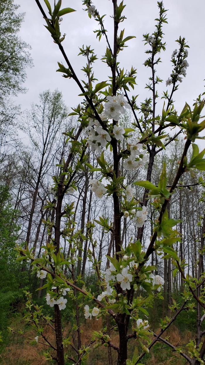 cherry flowers