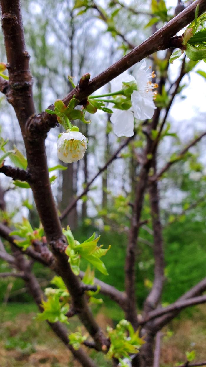 cherry flowers