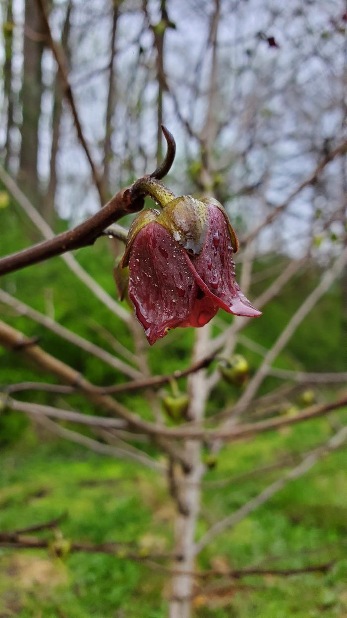 Red pawpaw flower after a light rain