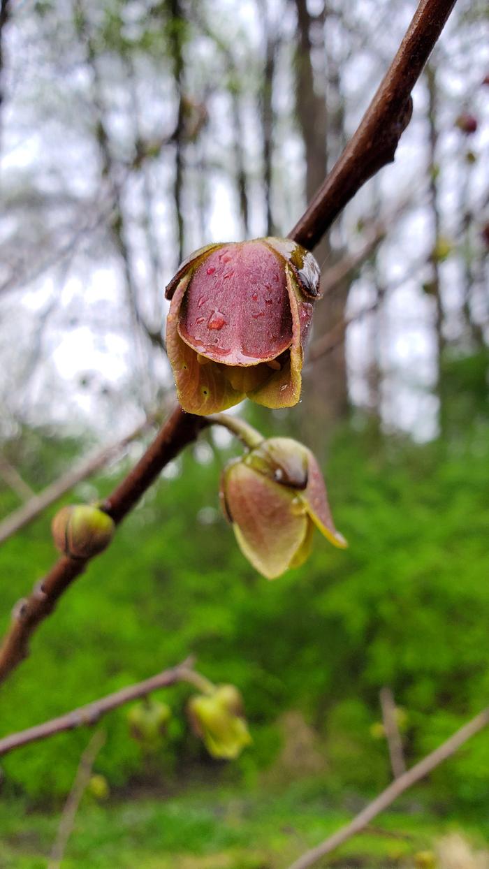 Pawpaw flowers opening