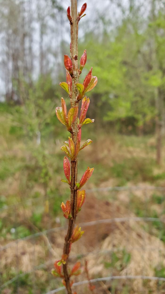 Tiny pomegranate leaves