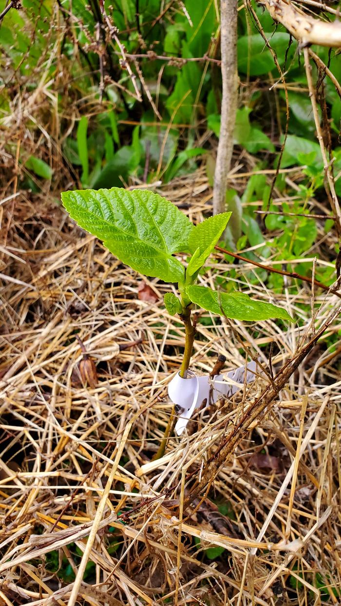 Young fig leaves