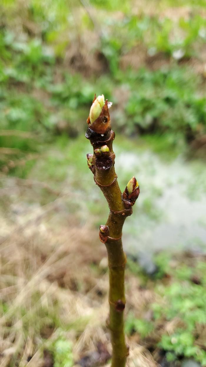 Fig buds bursting