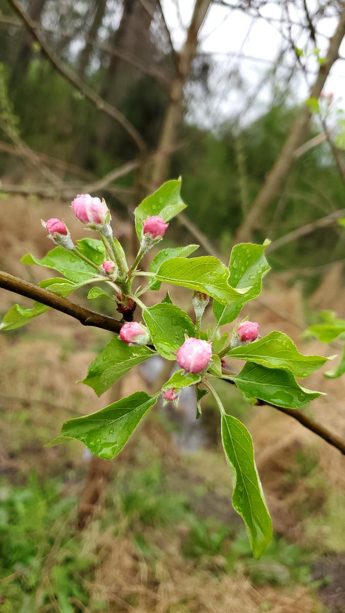 pink apple blossoms about to open