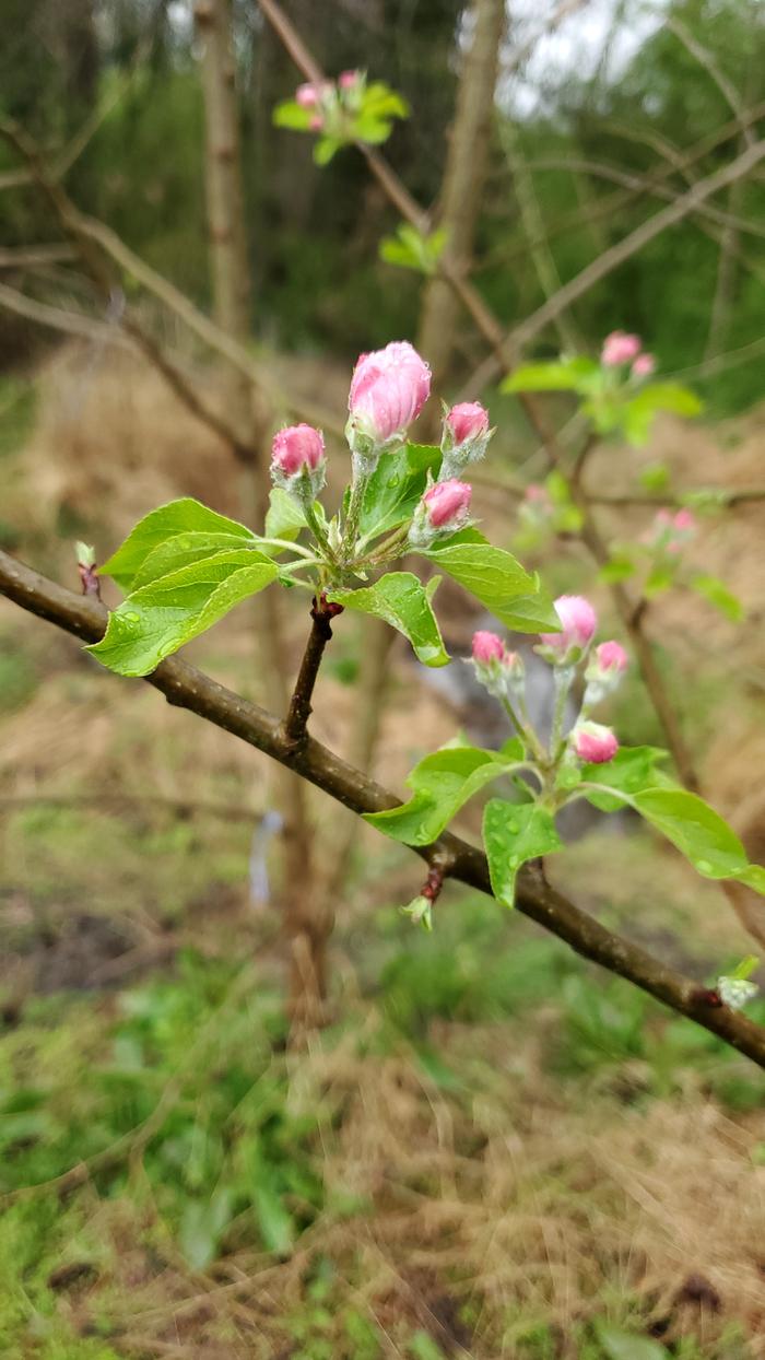 pink apple blossoms about to open