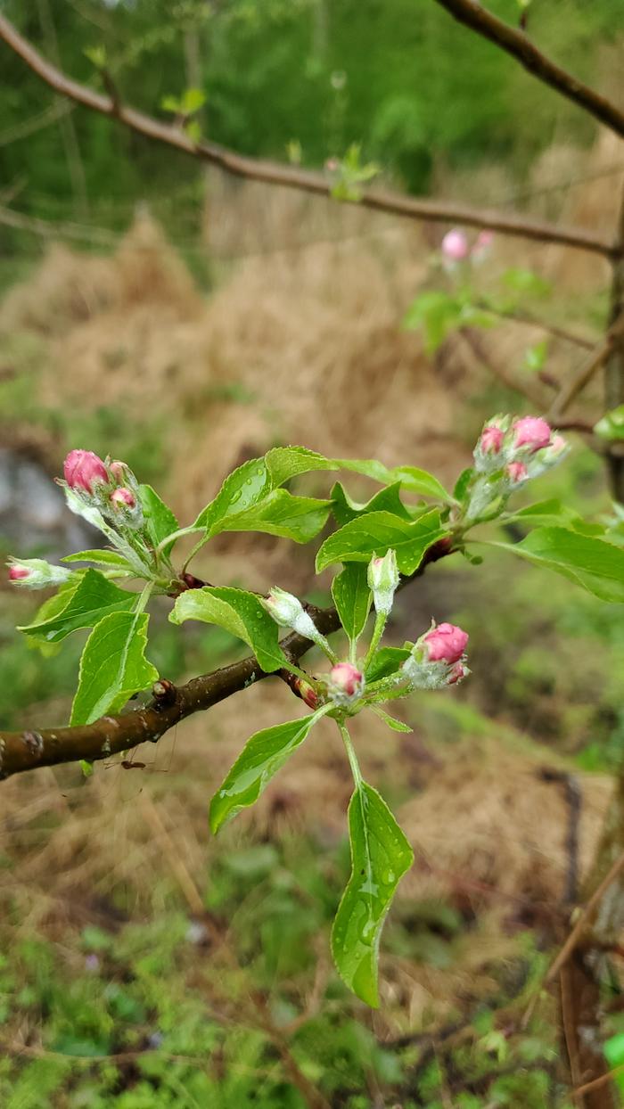 pink apple blossoms about to open