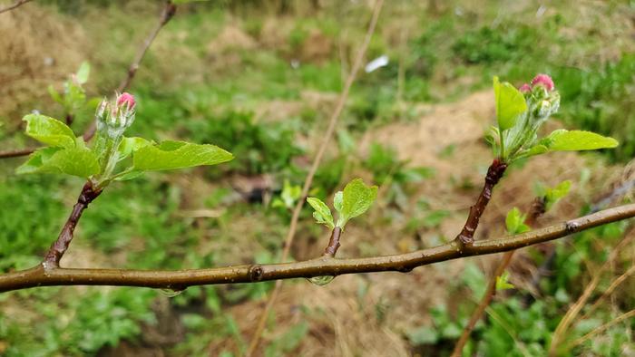 pink apple blossoms about to open