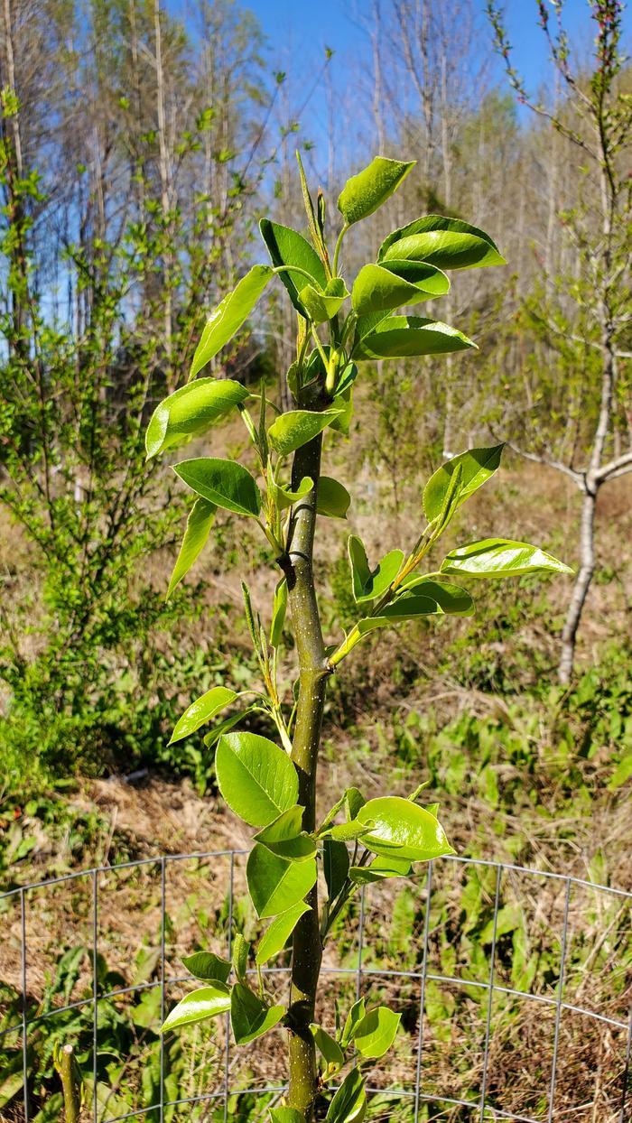 Young pear tree