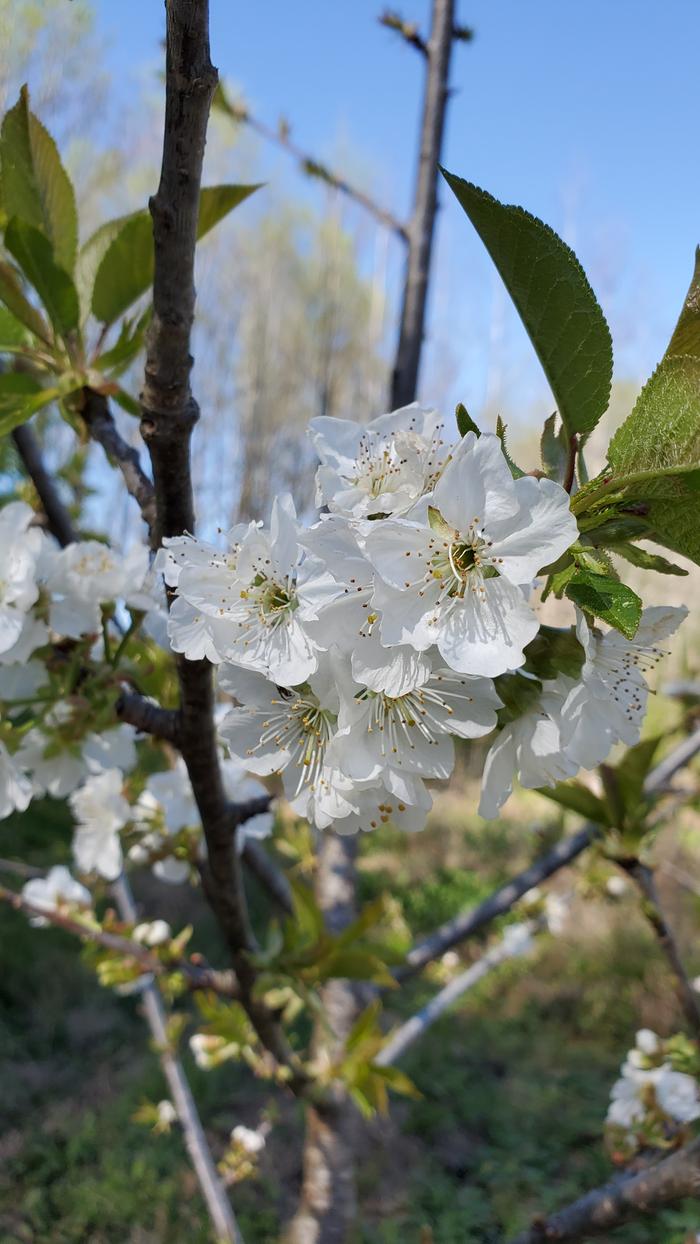 cherry blooms