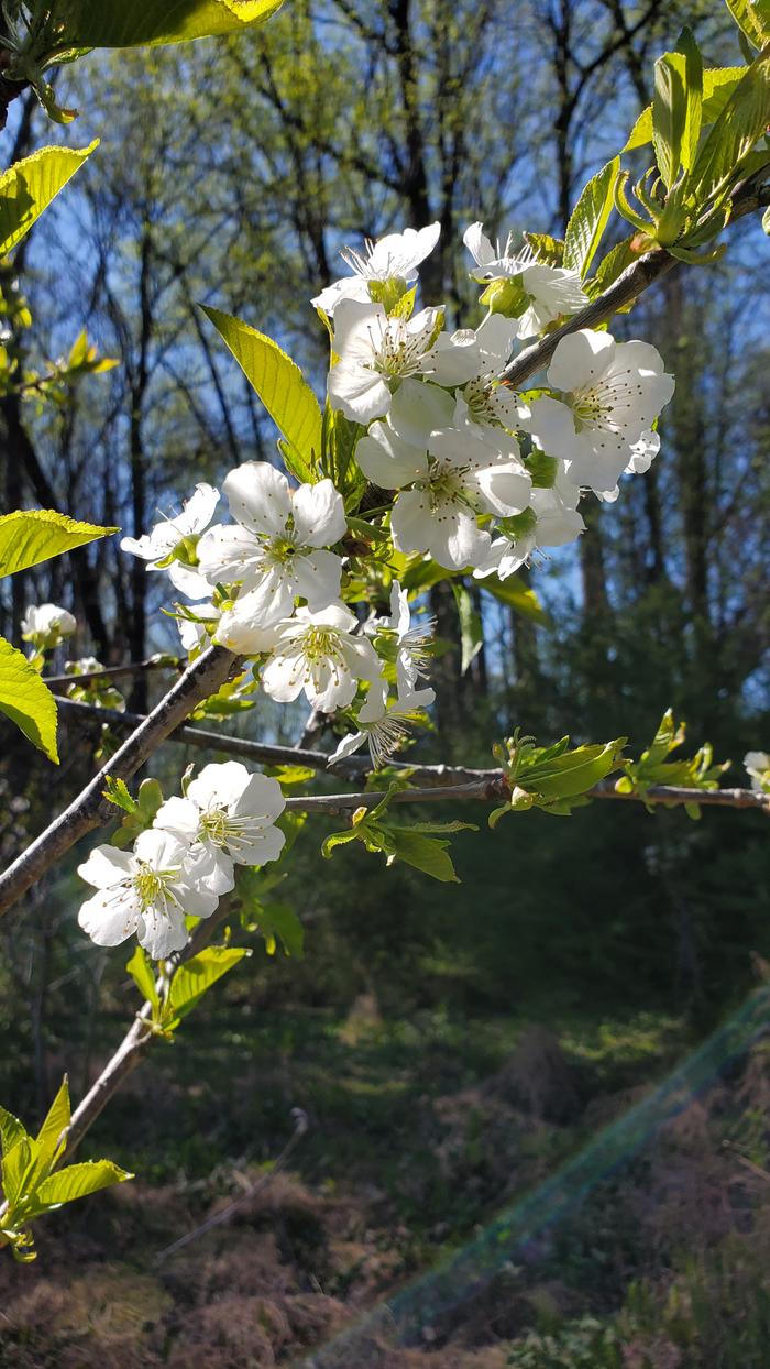 cherry blooms