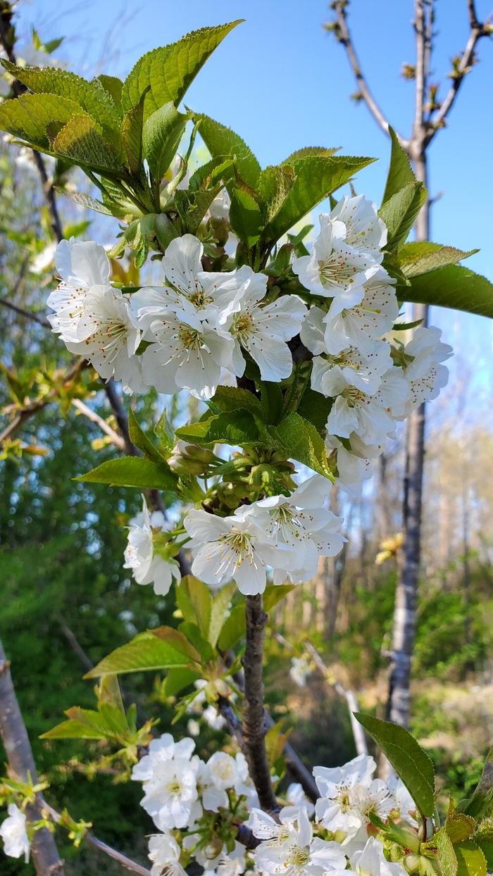 cherry blooms