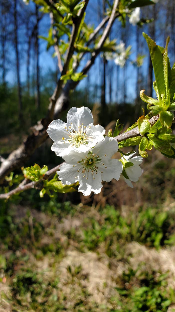 cherry blooms