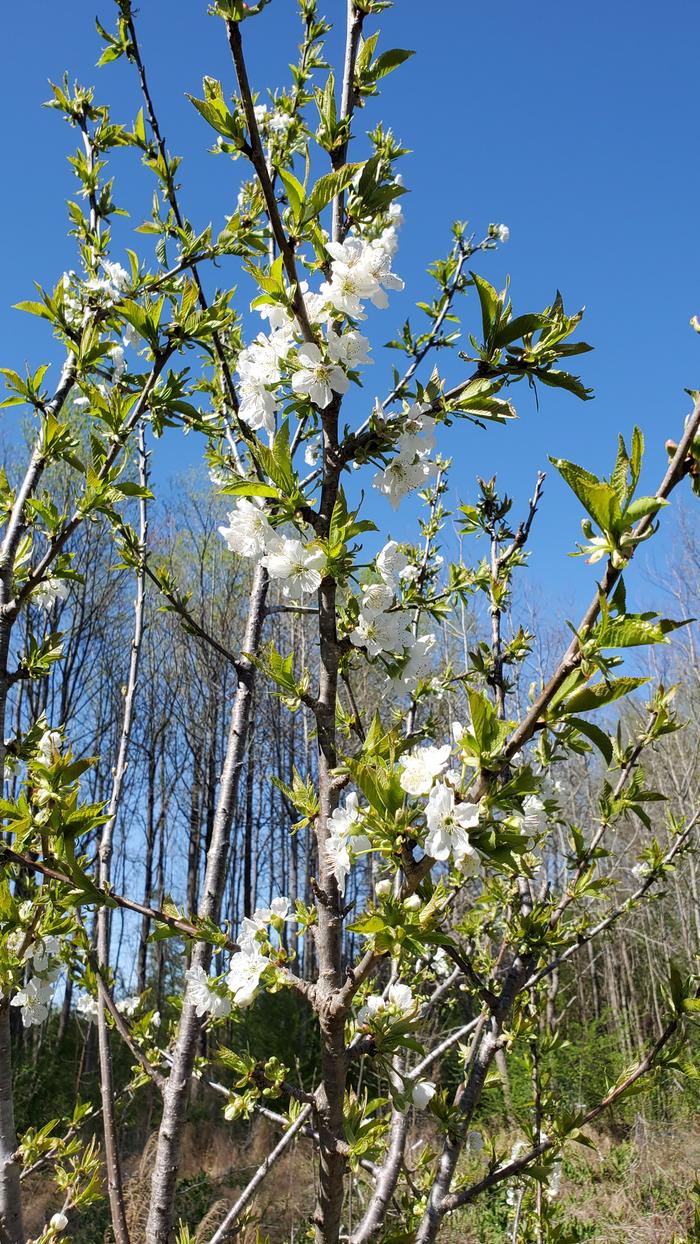 cherry blooms