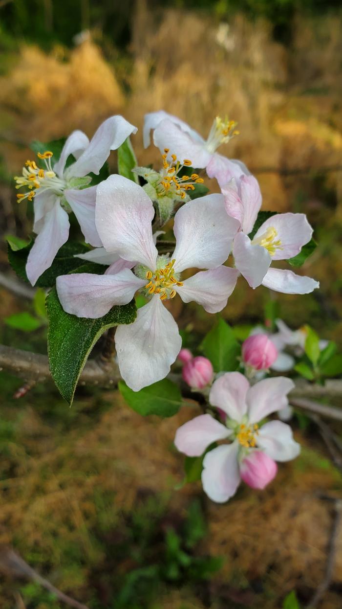 Apple flowers