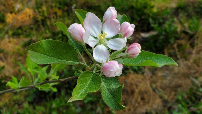 Apple flowers