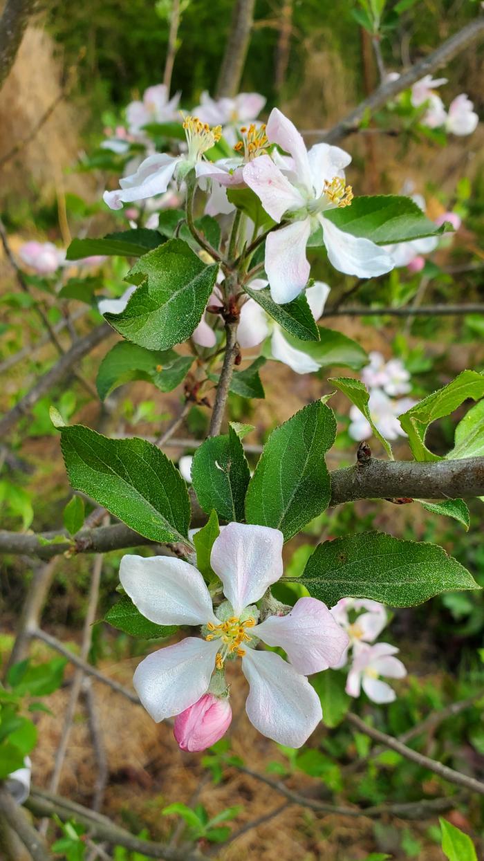 Apple flowers