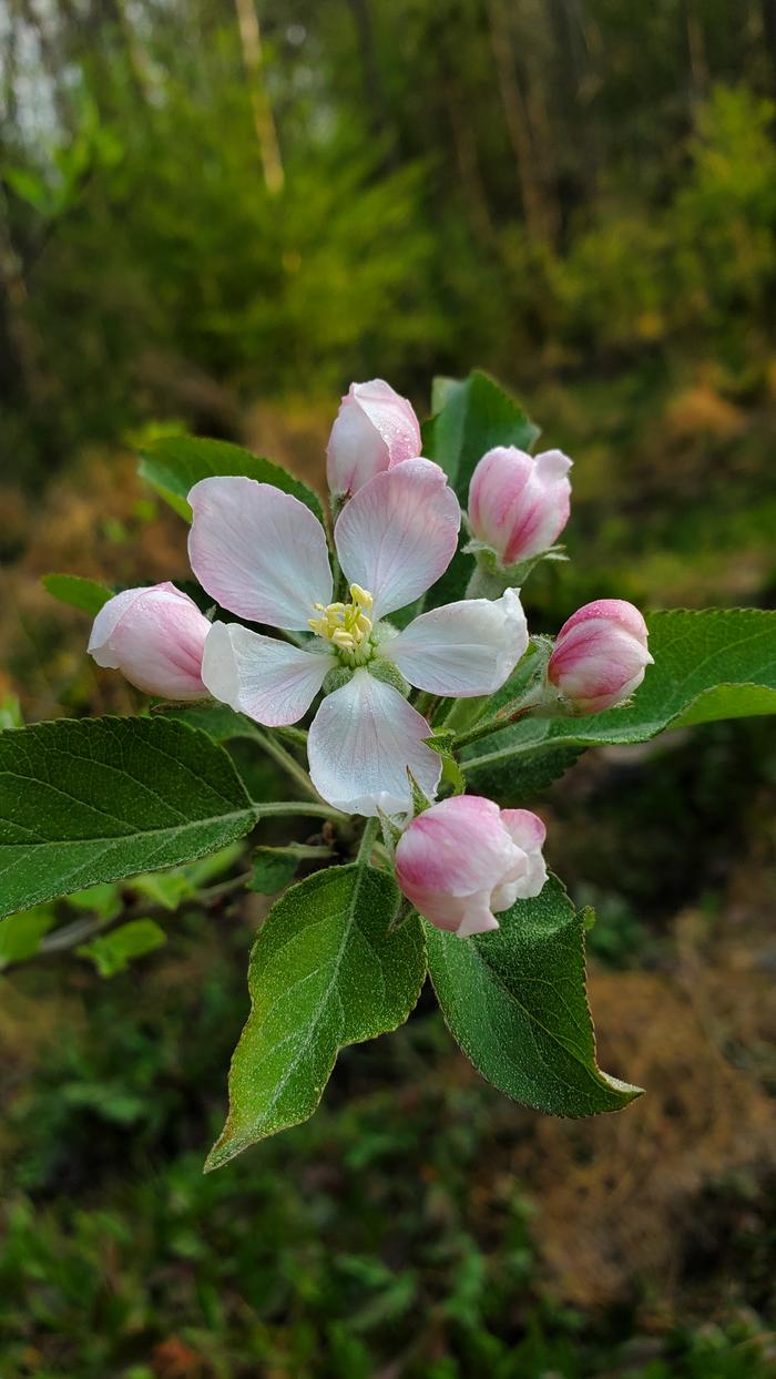 Apple flowers