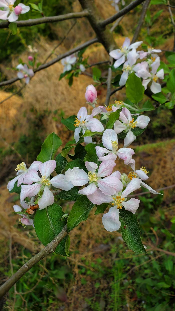 Apple flowers