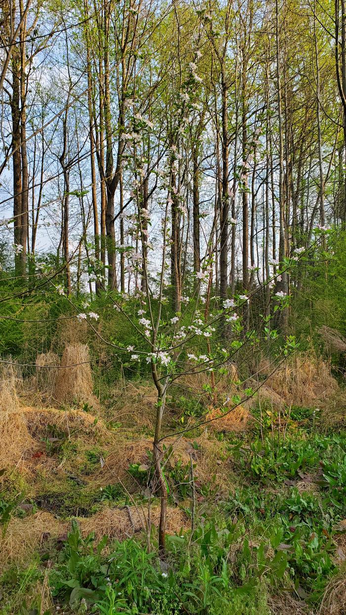 Flowering apple tree