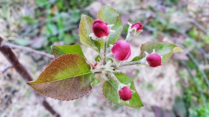 Dark red apple flower buds