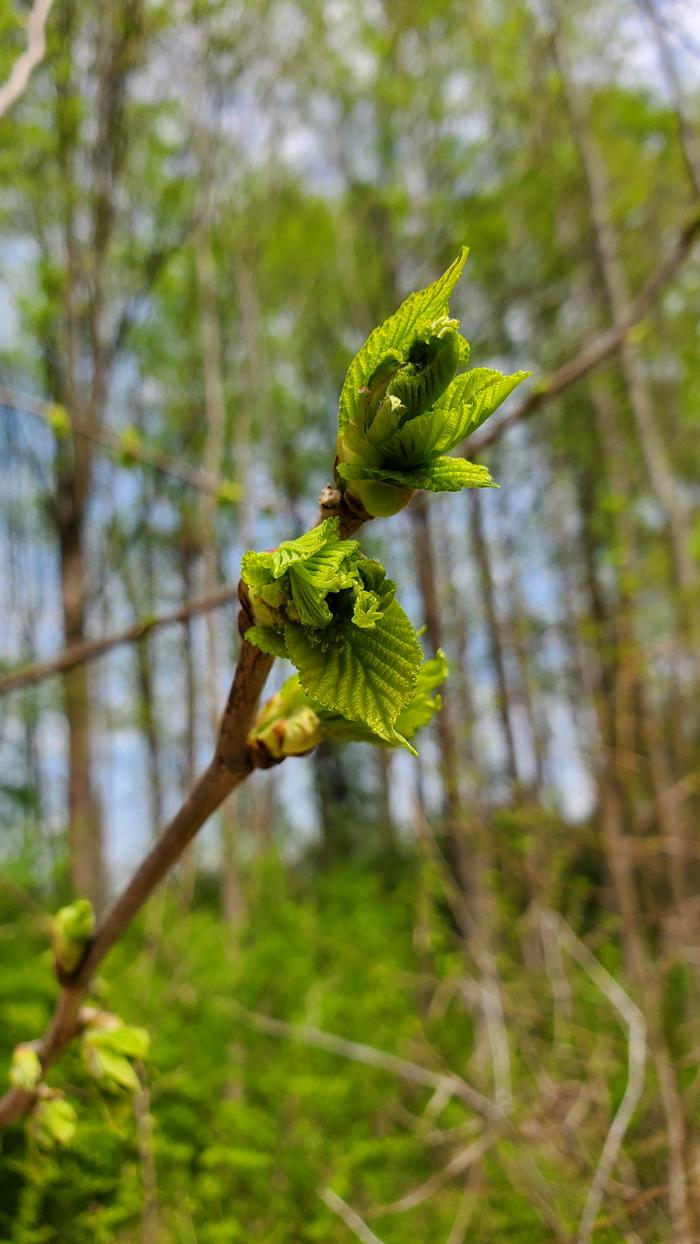 Mulberry leaves emerging