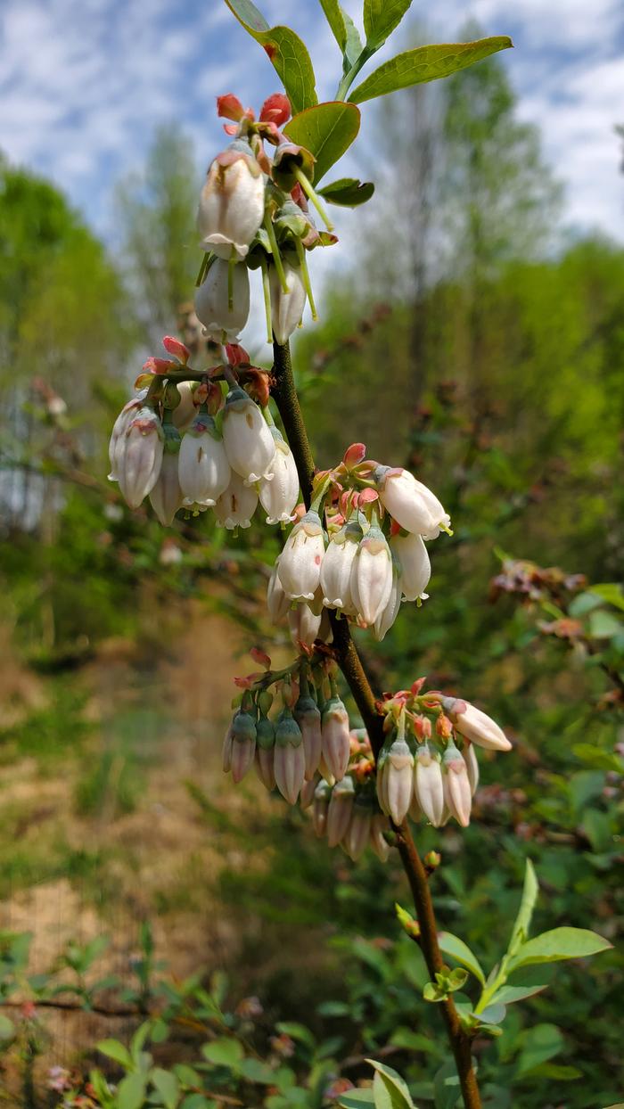 Blueberry flowers in early April