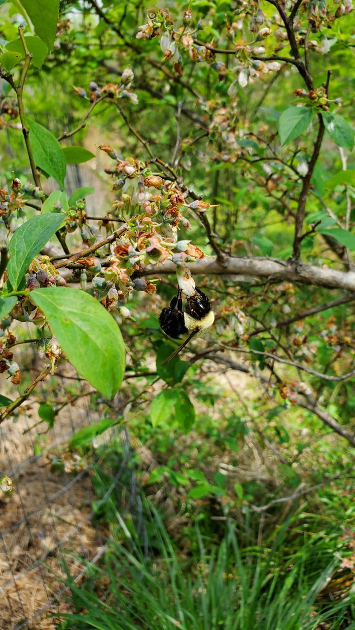 Bee pollinating a blueberry flower
