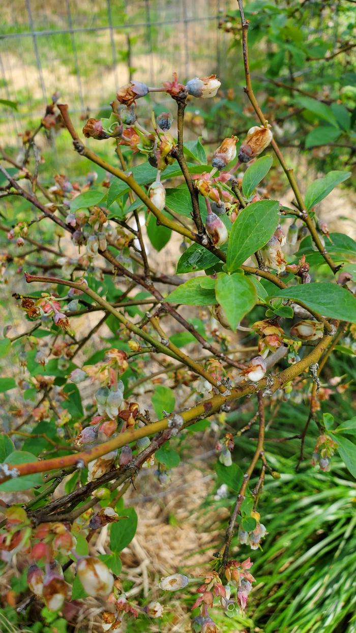Small blueberries beginning to form