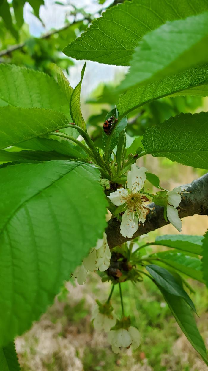 Lady bug on a cherry tree