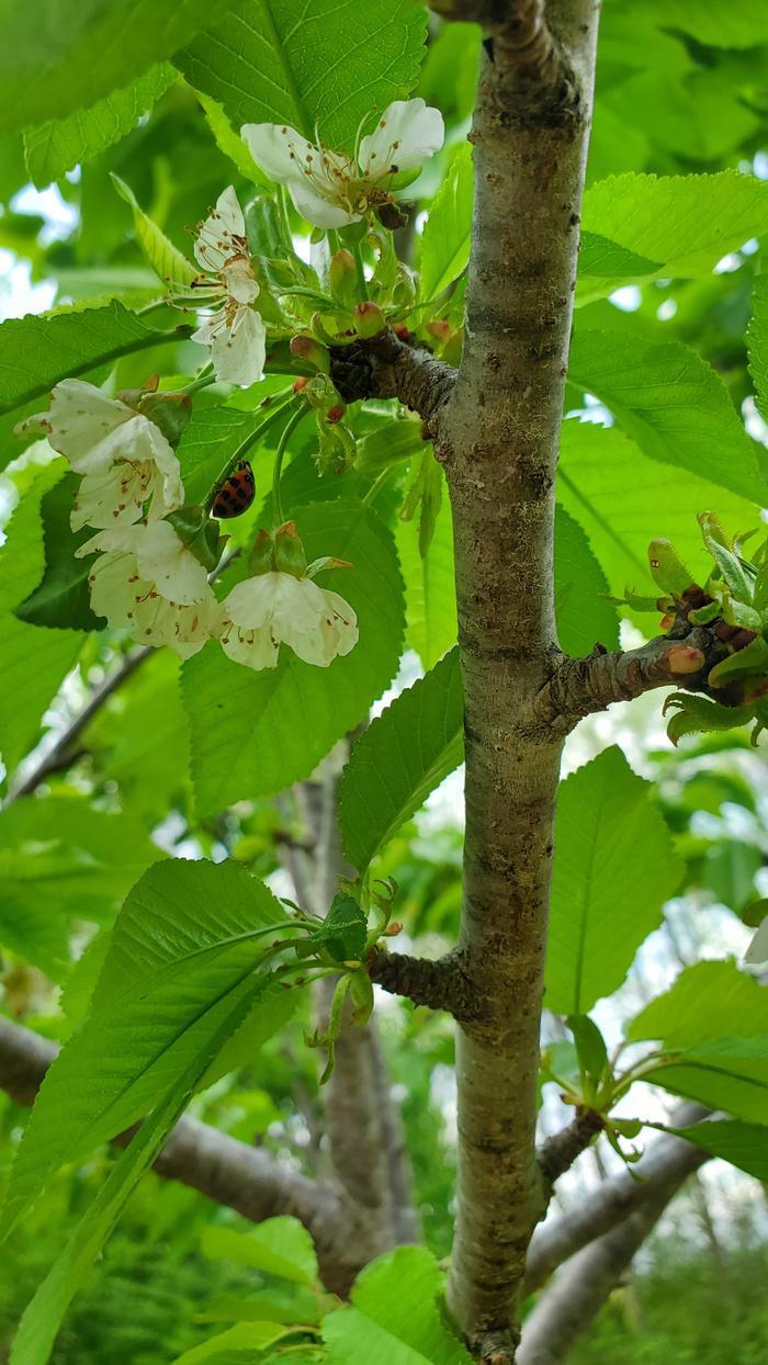 Cherry flowers protected by a ladybug