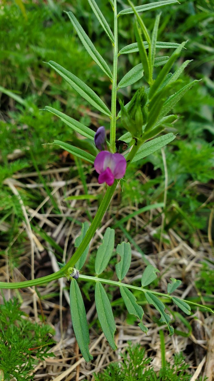 Common Vetch, Vicia sativa