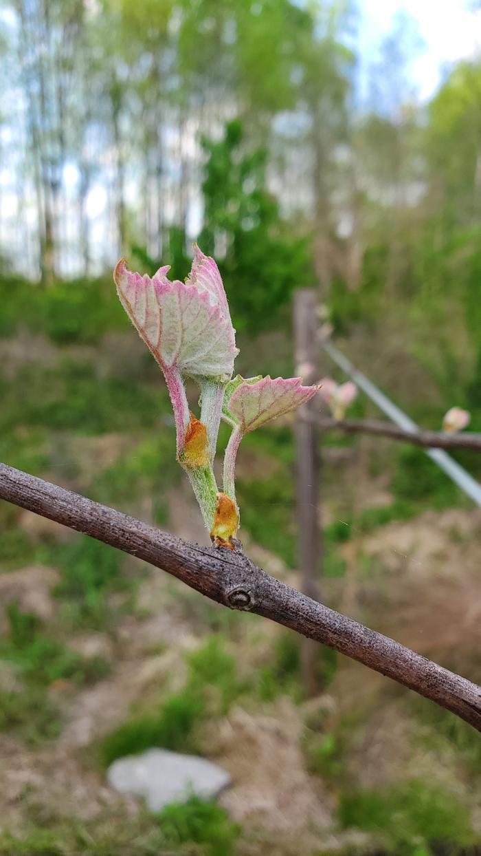 Pink new grape growth